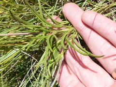 Monsonia burkeana
