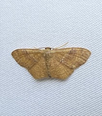 Leptostales ferruminaria