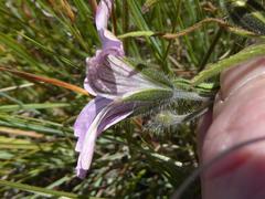 Monsonia burkeana