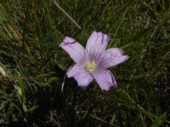 Monsonia burkeana