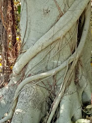 Ficus rubiginosa