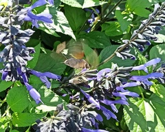 Macroglossum stellatarum