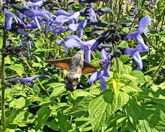 Macroglossum stellatarum