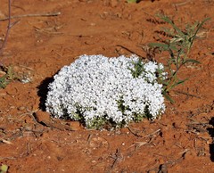 Macgregoria racemigera