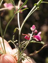 Indigofera meyeriana