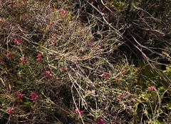 Indigofera meyeriana