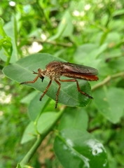 Diogmites sallei