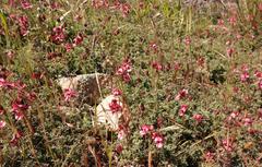 Indigofera burchellii