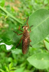 Diogmites sallei