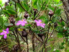 Chironia melampyrifolia
