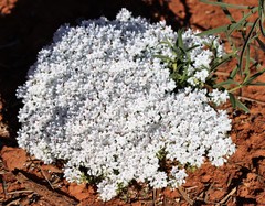 Macgregoria racemigera