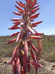 Aloe comosa