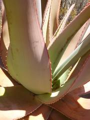 Aloe comosa