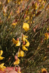 Lotononis exstipulata