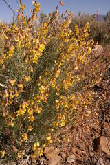 Lotononis exstipulata