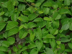 Magnoliopsida