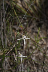 Caladenia varians