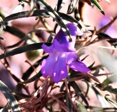 Eremophila gilesii