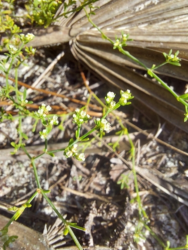 Image of Paronychia americana by (c) Athena Philips, some rights reserved (CC BY)