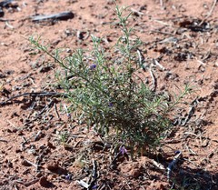 Eremophila gilesii