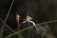 Caladenia varians