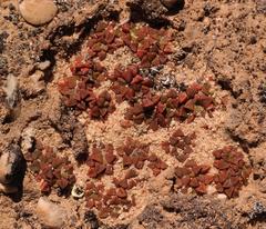 Anacampseros retusa