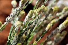 Pimelea trichostachya