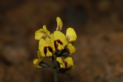 Sphaerolobium alatum