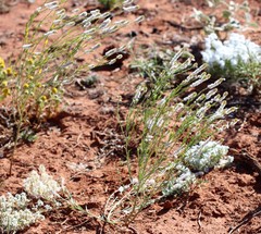 Pimelea trichostachya