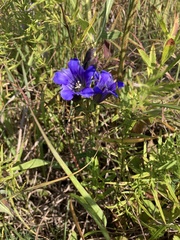 Gentiana puberulenta