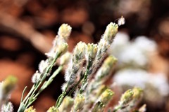 Pimelea trichostachya