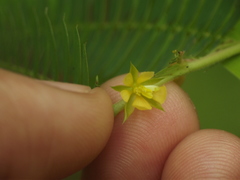 Chamaecrista pumila