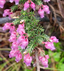 Erica glomiflora glomiflora