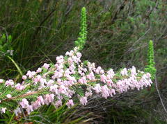 Erica glomiflora glomiflora