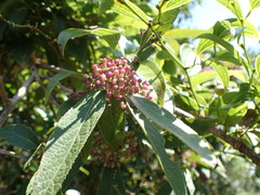 Callicarpa tikusikensis