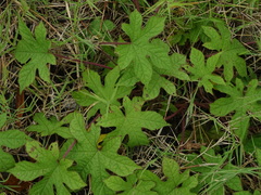 Camonea vitifolia