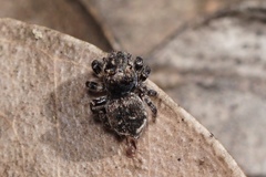 Maratus lobatus