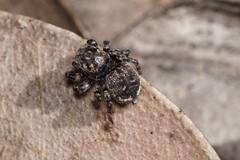 Maratus lobatus