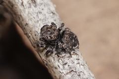 Maratus lobatus