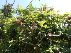 Callicarpa tikusikensis