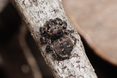 Maratus lobatus