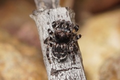Maratus lobatus
