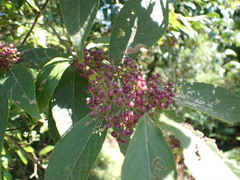 Callicarpa tikusikensis