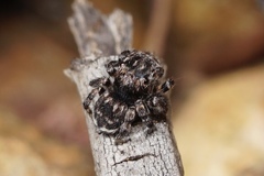 Maratus lobatus