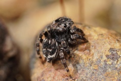 Maratus lobatus