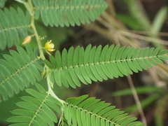 Chamaecrista pumila