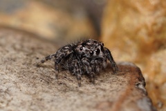 Maratus lobatus
