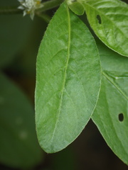 Alternanthera ficoidea