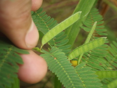 Chamaecrista pumila
