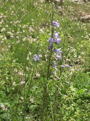 Campanula sarmatica